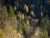 Prien mit Herbstwald nahe Hainbach